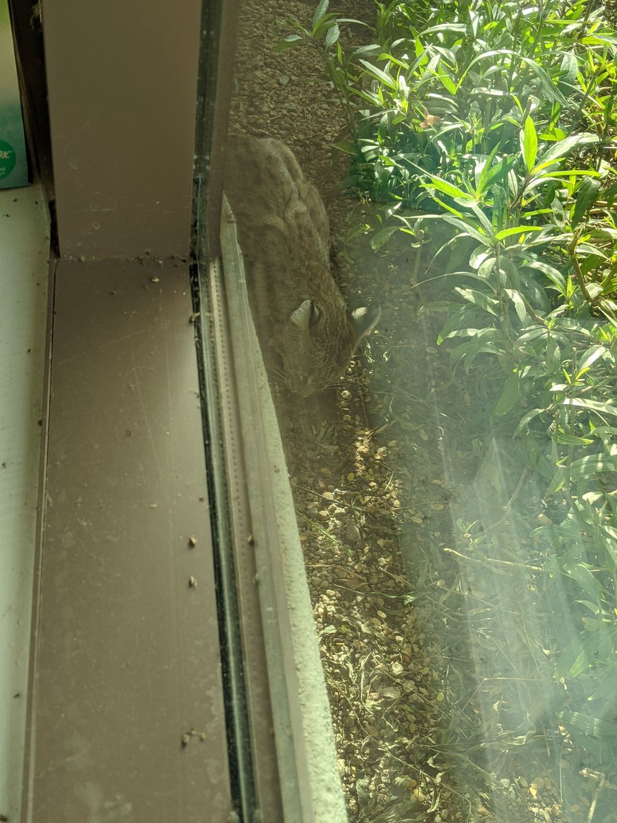 aptus_ai's tweet photo. This little cutie decided to stop by our office recently 😄

#bobcat #arizonawildlife #scottsdale https://t.co/iIRH4QUyLb