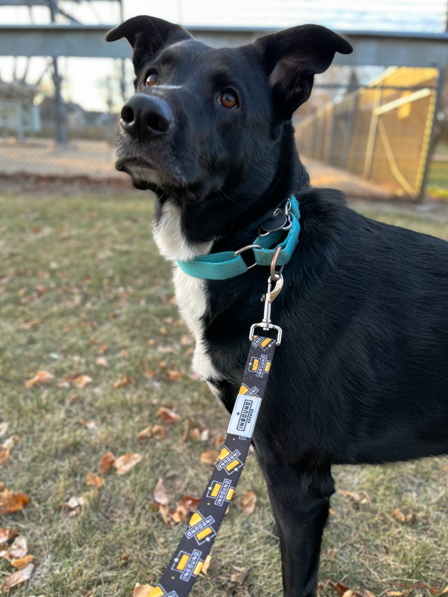 InboundBrewCo's tweet photo. Your favorite dog friendly brewery now has dog merch! Inbound leashes are available in the taproom.

Our staff is happy to distract your dog while you're grabbing one if you want to keep it a surprise. 🐶🎁 https://t.co/Hn7z5yGpbf
