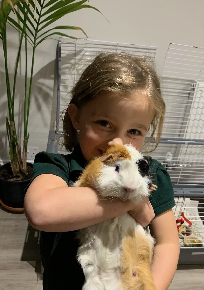 rachel72h's tweet photo. Our ⁦@trafinfants⁩    school pet, Dave the guinea pig had a lovely sleepover at the weekend with these two beautiful girls https://t.co/rUjt26fGMw