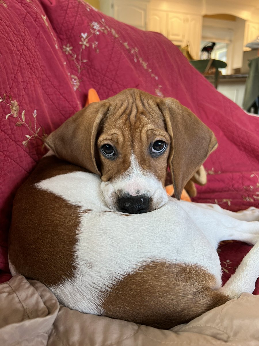 benintendisflow's tweet photo. Hey Twitter, meet Dunkin 🥰 @dunkindonuts #NewEnglander https://t.co/eAu53QgCbb