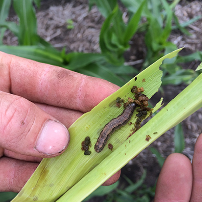 Crop Protection Network (@cropnetwork) on Twitter photo Join us for our second Winter Webinar Series session on Dec. 2 from 11 a.m. to noon CST
Guests from <a href="/Illinois_Alma/">University of Illinois</a>, <a href="/UArkansas/">University of Arkansas</a>, and <a href="/NCState/">NC State University</a> will join us for regional discussions around fall armyworm impacts, migrations, management, and more
Register: bit.ly/3EEKsJO Join us for our second Winter Webinar Series session on Dec. 2 from 11 a.m. to noon CST
Guests from <a href="/Illinois_Alma/">University of Illinois</a>, <a href="/UArkansas/">University of Arkansas</a>, and <a href="/NCState/">NC State University</a> will join us for regional discussions around fall armyworm impacts, migrations, management, and more
Register: bit.ly/3EEKsJO