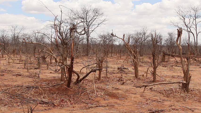 Save Ghana Frogs tweet media