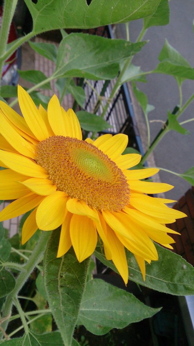 11月30日💚土曜日
上尾市3時30分現在気温1度
おはようございます
過去20年の最低気温の
平均気温より
３度低い寒い朝です
霜月も今日で終わり
明日からは師走
コロナ禍の中で開催された
東京2020オリンピック
パラリンピックが懐かしくなりました
今日は仕事です
6時過ぎにでかけます
【昔の写真から】