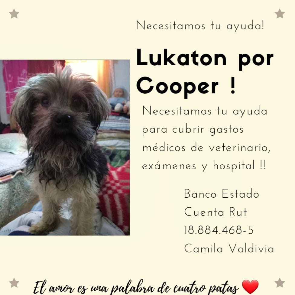 CamiValdivia94's tweet photo. Necesitamos de su ayuda para cubrir gastos veterinarios, exámenes y hospital. Cooper está hospitalizado hace algunos días en estado gravedad por una pancriatitis y peritonitis. Cuento con ustedes 🐶❤

#AyudarNosHaceBien 
#LukatonporCooper https://t.co/TeTBQNTeLo