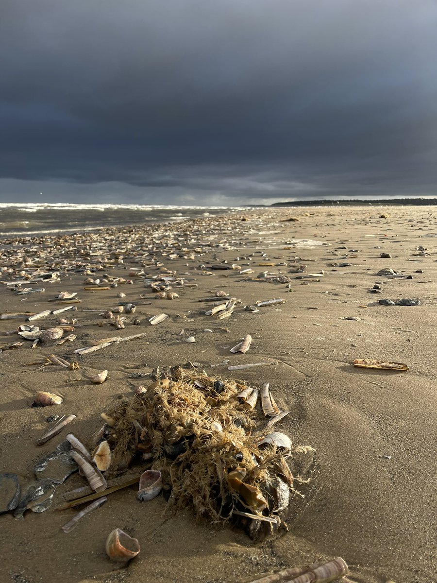 Sally White (she/her) tweet media