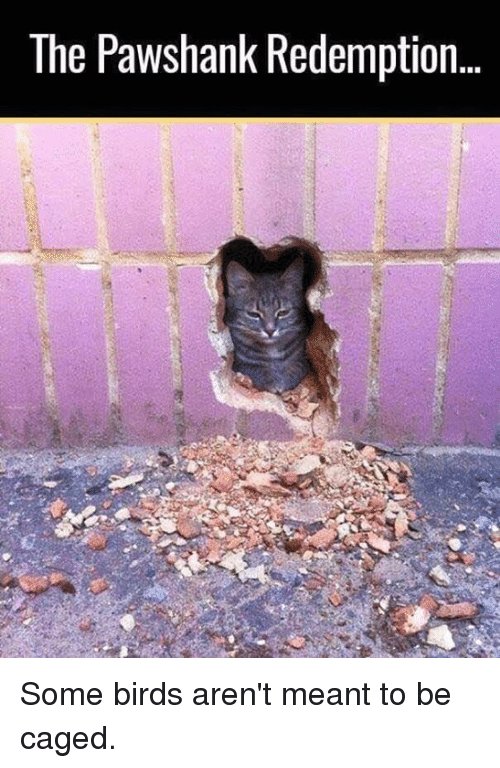 The pawshank redemption