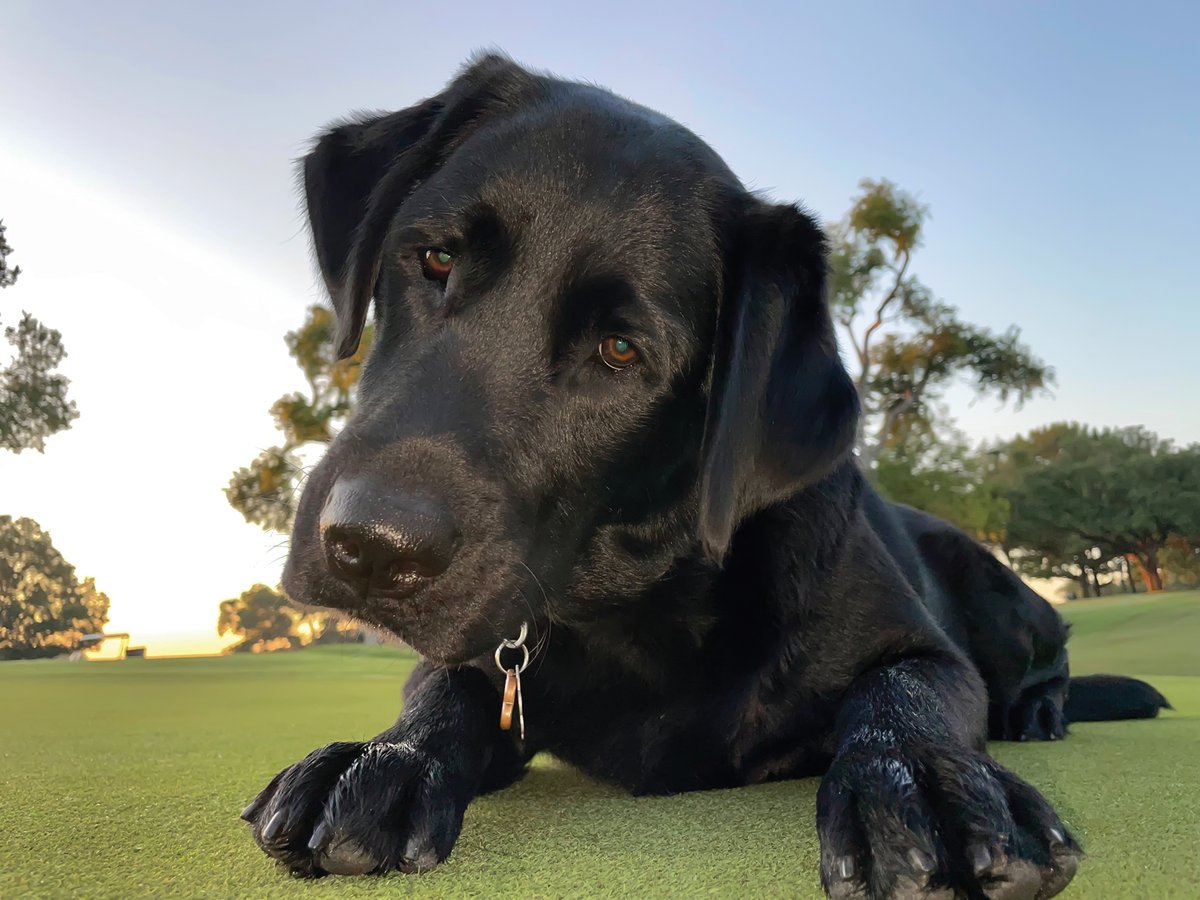 Meet the very good boys + girls gracing the pages of <a href="/GCSAA/">GCSAA</a> and <a href="/LebTurf/">LebanonTurf</a>’s 2022 “Dog Days of Golf” calendar, a celebration of the golf industry’s beloved canine workforce: bit.ly/3lgafAU.