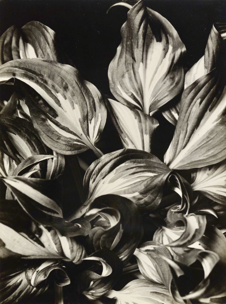 BAPF61's tweet photo. ‘Funkia’’ #AenneBiermann (1926) #funkia n https://t.co/3yOdS1SkGp