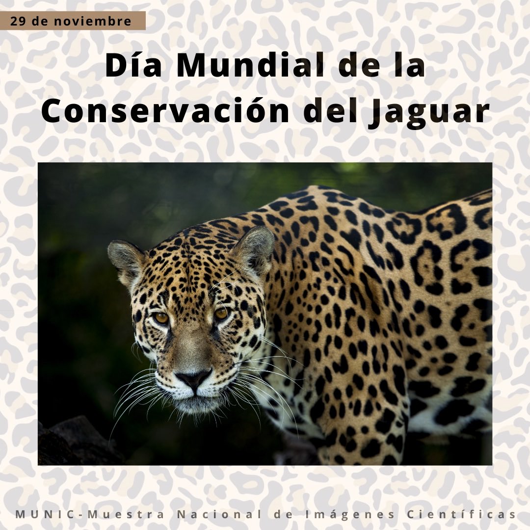 MuestraMunic's tweet photo. Hoy es el día de la Conservación del jauguar, evitemos tu extinción.
#porlaconservaciondelasespecies
#MedioAmbiente
#MUNIContigo
#culturacientífica
#CineCientífico
#documentalcientifico https://t.co/ACn12xqven
