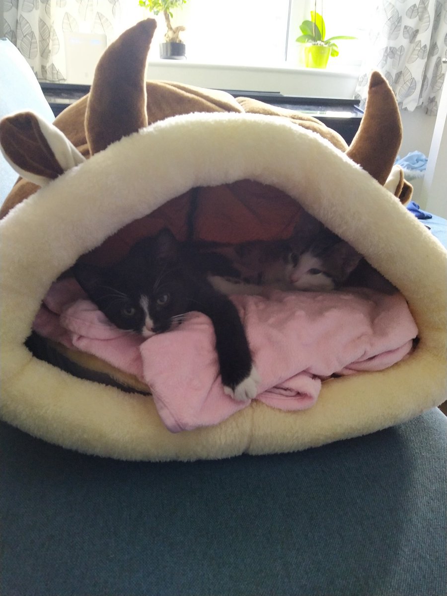 Dr Ekaterina (Kat) Aristovich 💙 tweet media