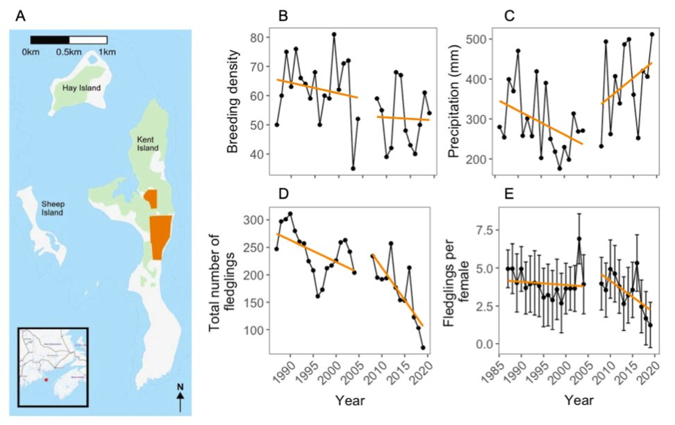 DMennill's tweet photo. New paper from our collaborative sparrow studies: "Natal experience and pre-breeding environmental conditions affect lay date plasticity in Savannah Sparrows." Now in Ecology.
Led by @ewh_wild @jbburant @RyanNorrisSci with a great team of researchers! I'm proud to be part of it. https://t.co/GnqcpahEze