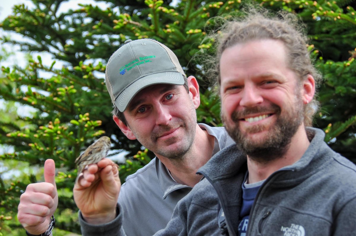 DMennill's tweet photo. New paper from our collaborative sparrow studies: "Natal experience and pre-breeding environmental conditions affect lay date plasticity in Savannah Sparrows." Now in Ecology.
Led by @ewh_wild @jbburant @RyanNorrisSci with a great team of researchers! I'm proud to be part of it. https://t.co/GnqcpahEze