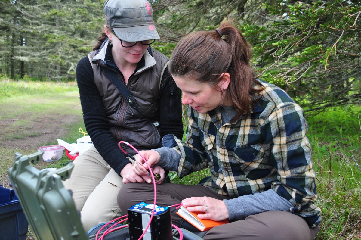 New paper from our collaborative sparrow studies: "Natal experience and pre-breeding environmental conditions affect lay date plasticity in Savannah Sparrows." Now in Ecology.
Led by <a href="/ewh_wild/">Eric Heisey</a> <a href="/jbburant/">Joey Burant</a> <a href="/RyanNorrisSci/">Dr. Ryan Norris</a> with a great team of researchers! I'm proud to be part of it.