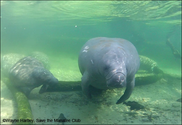 Featured manatee adoptee: Flash!
A shy guy, he will take off in a “flash” anytime he is disturbed. Enjoy a short video and learn more about Flash and how to adopt him at: 
savethemanatee.org/how-to-help/ad…