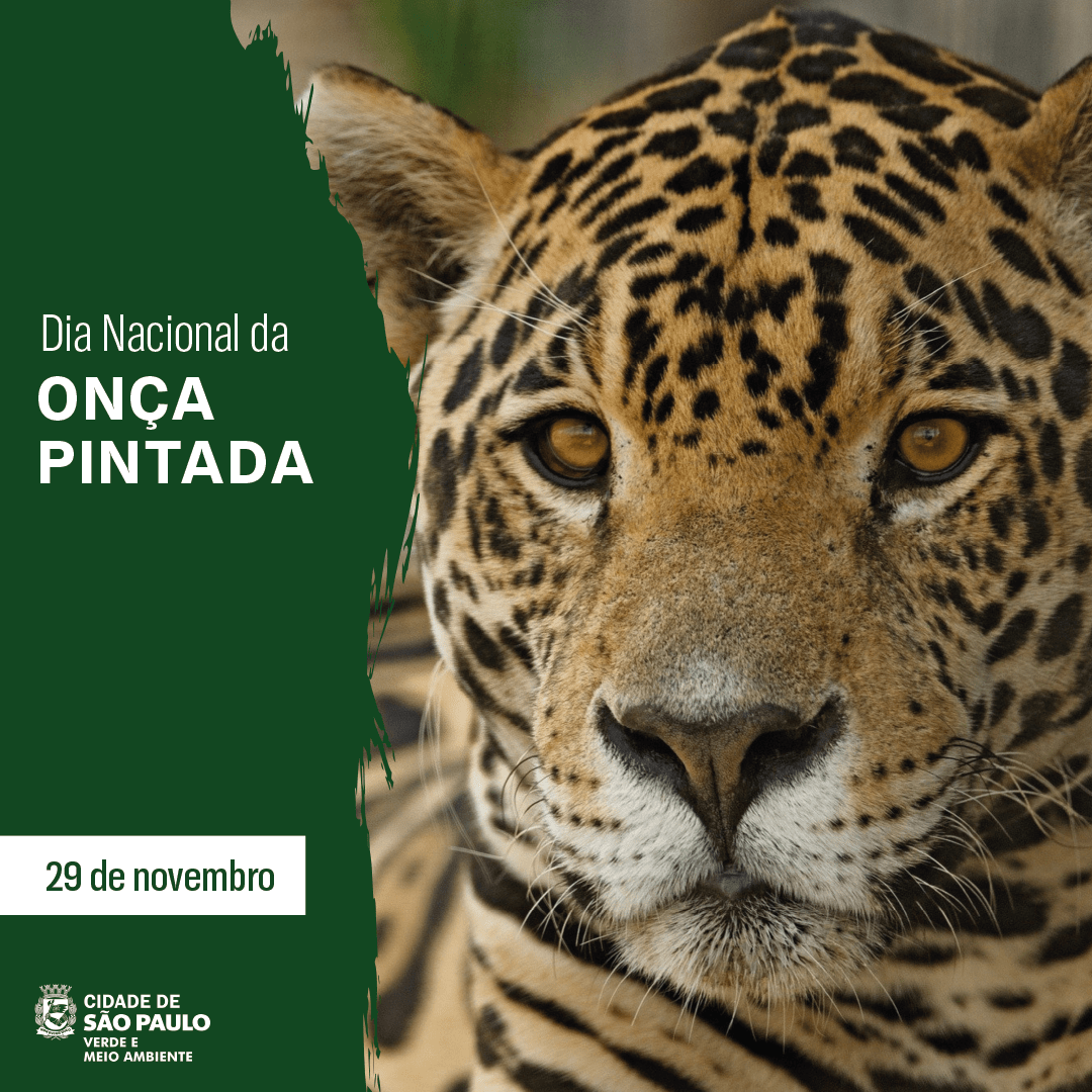 svmasp's tweet photo. A aniversariante do dia hoje é a Onça-pintada.
Parabéns, Onça-pintada!
#onçapintada #dianacionaldaonçapintada #onça #instasp #saopaulo #meioambiente #natureza #svma https://t.co/LHK0AAt9j8