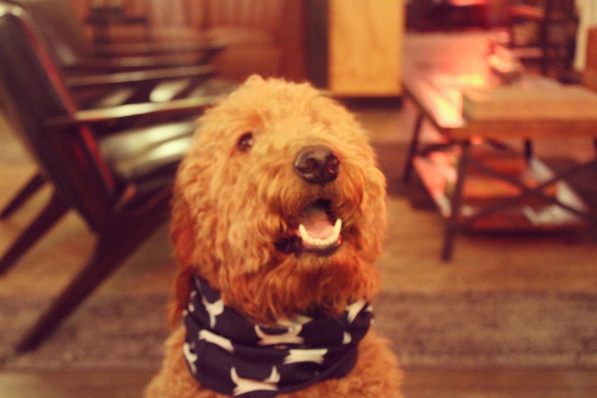 DoghouseHotel's tweet photo. Isn’t Miss Willow just the cutest doggo 😍 https://t.co/Xx5Q8s83QU