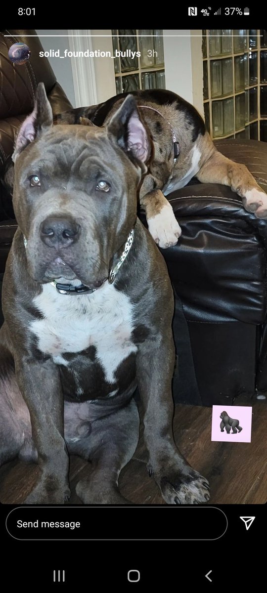 OppAssMike's tweet photo. #SolidFoundationBullys https://t.co/h85mRrCOSd