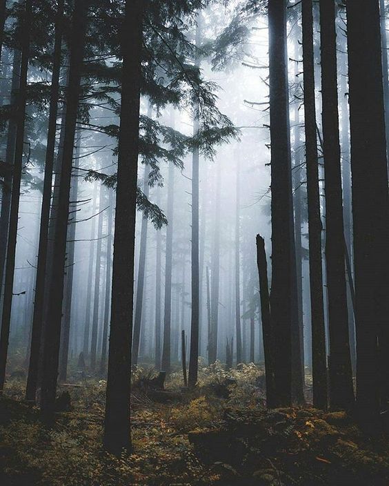 MeridaNatural's tweet photo. Bosque Pinos en La Culata #Mérida Foto de @rocio.go7 https://t.co/Ee2cUpS3Ua