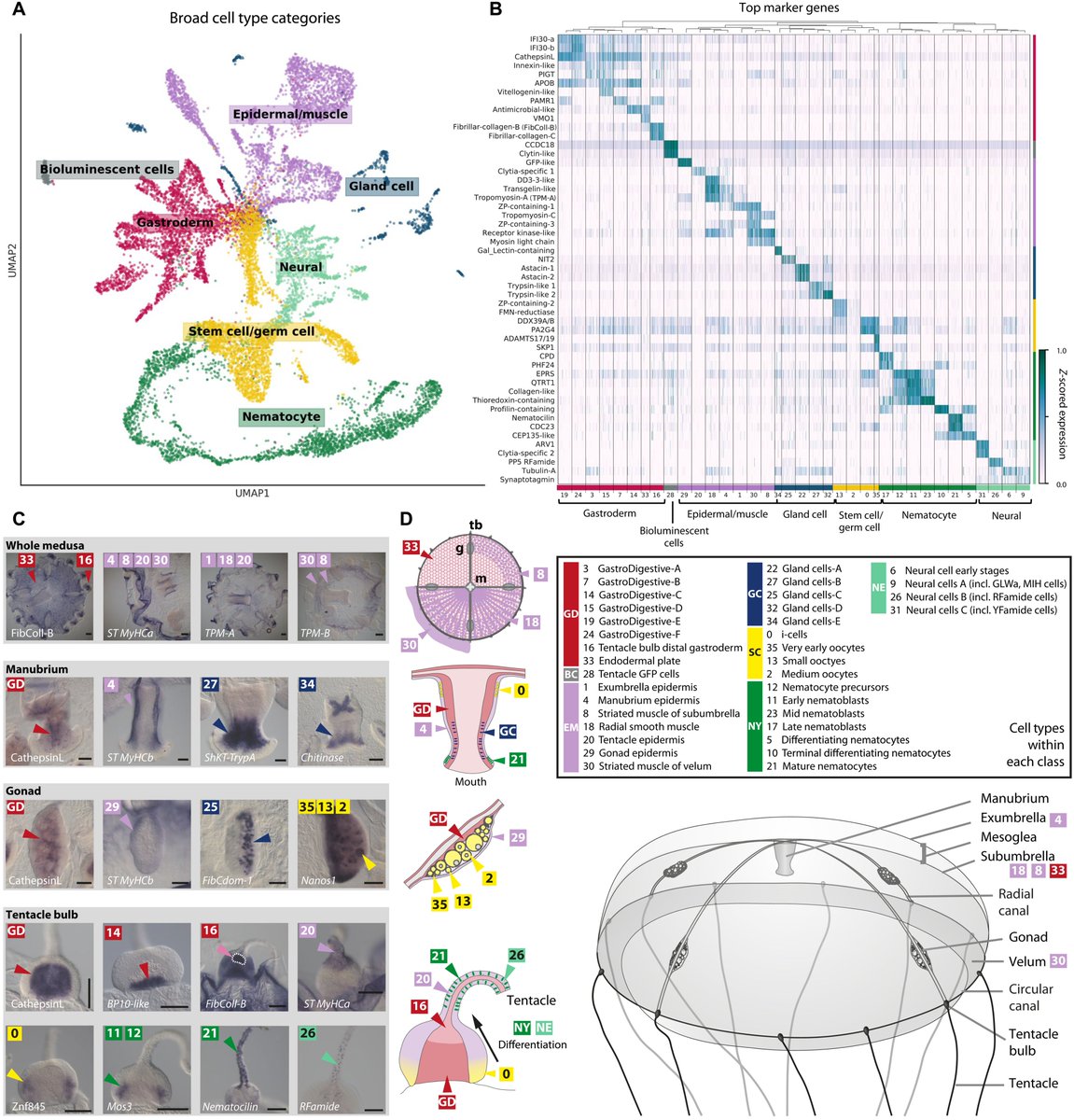 Lior Pachter (@lpachter) on Twitter photo Our Clytia medusa cell type atlas introducing WHAMseq is out. This collaboration, with Tara Chari, Brady Weissbourd, <a href="/JaseGehring/">Jase Gehring</a>, <a href="/AnnaFerraioli_/">Anna Ferraioli</a>, @Leclere_L, Sandra Chevalier, @richcopley, <a href="/Clytia_Vlfr/">Clytia group LBDV</a> and David Anderson now has me hooked on jellyfish! science.org/doi/10.1126/sc… Our Clytia medusa cell type atlas introducing WHAMseq is out. This collaboration, with Tara Chari, Brady Weissbourd, <a href="/JaseGehring/">Jase Gehring</a>, <a href="/AnnaFerraioli_/">Anna Ferraioli</a>, @Leclere_L, Sandra Chevalier, @richcopley, <a href="/Clytia_Vlfr/">Clytia group LBDV</a> and David Anderson now has me hooked on jellyfish! science.org/doi/10.1126/sc…