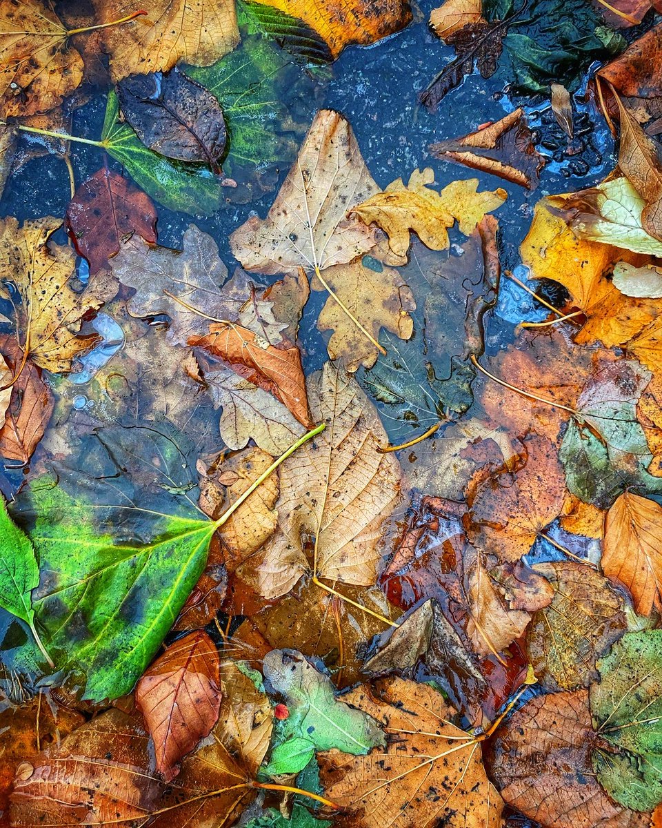 IntermittentTog's tweet photo. Frozen leaves 🍃
#frozenleaves🍂❄ #frost #puddle #frozenpuddle #autumn #naturephotography #iphonephotography #theintermittentphotographer https://t.co/FuNVtB5n0X