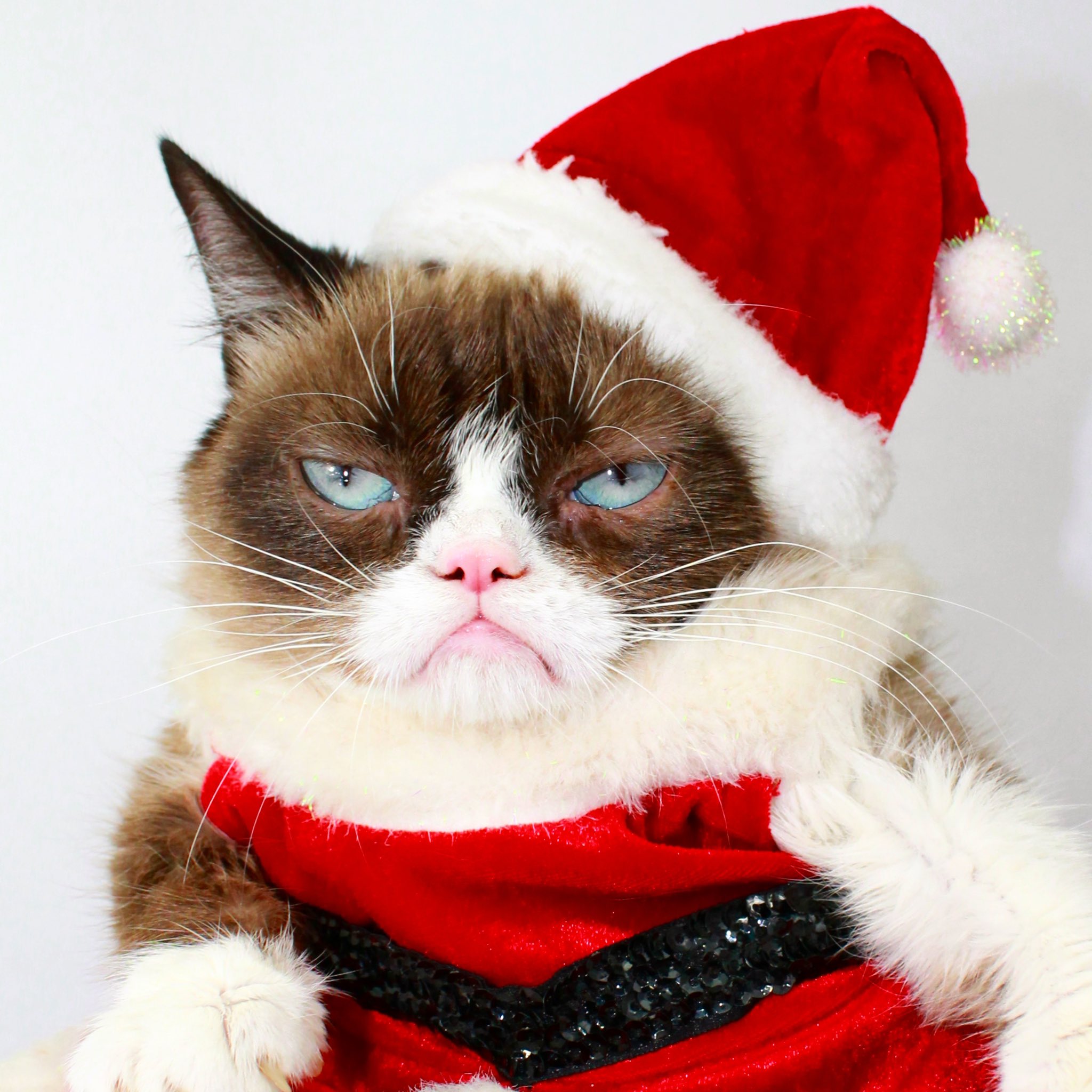 Grumpy cat top santa hat