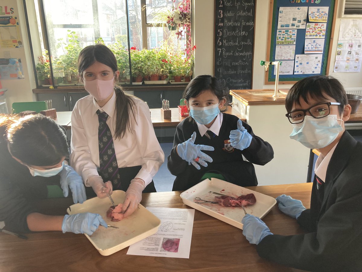Biology_NHS's tweet photo. Another exciting biology club today! Year 7 dissected a heart and were able to identify all of the chambers and blood vessels! 🫀 https://t.co/cV5dFSoap4