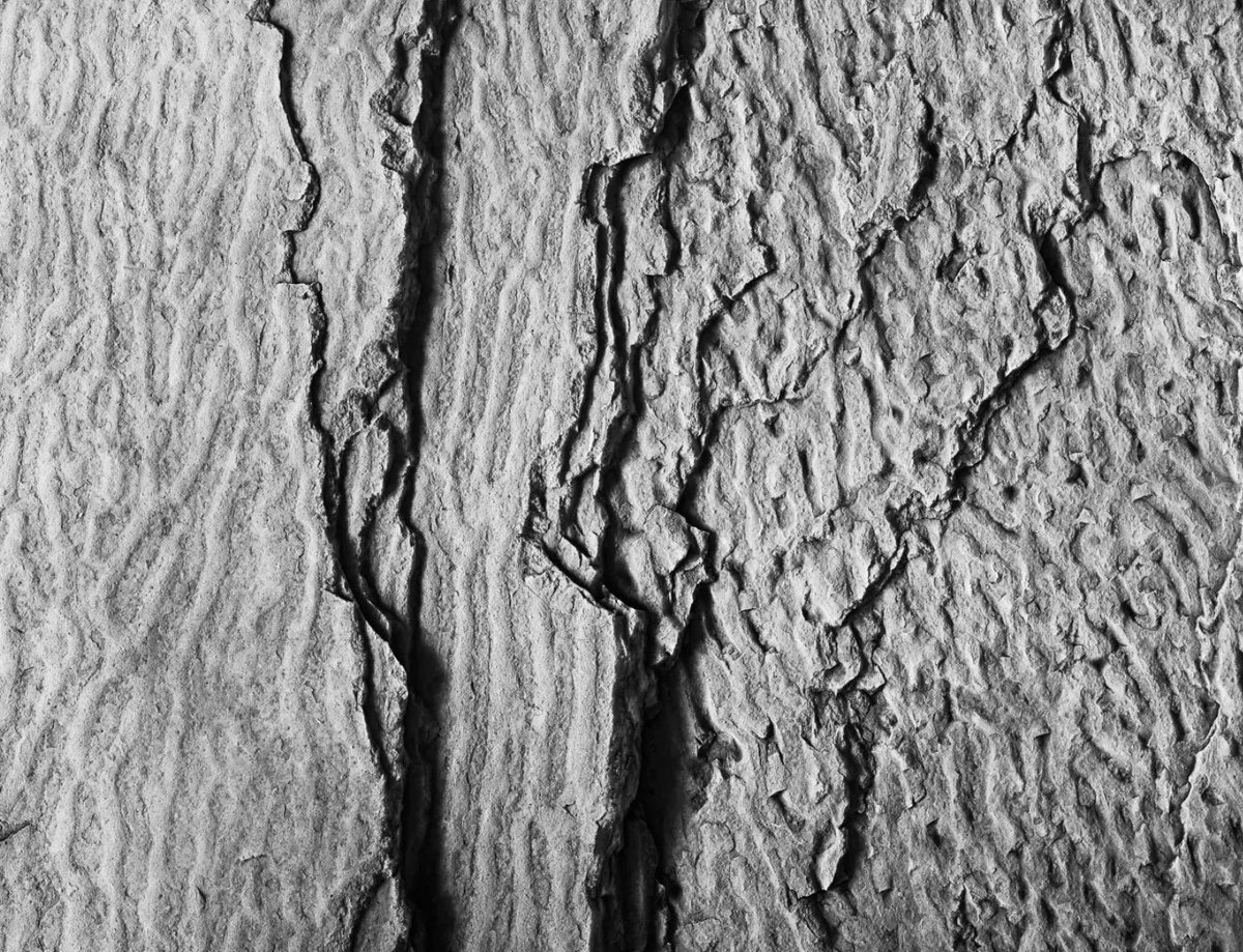 PALAIOS_Journal's tweet photo. Wrinkle structures Snowslip Formation (Mesoproterozoic), Belt Supergroup (Purcell Supergroup in Canada), Castle Wildland Provincial Park, southwestern Alberta.
⁠
From PALAIOS
Volume 36, Issue 10
Cover⁠
⁠
#sepm #sepmgeo #publications #academia #geology https://t.co/fPihGAMpIS