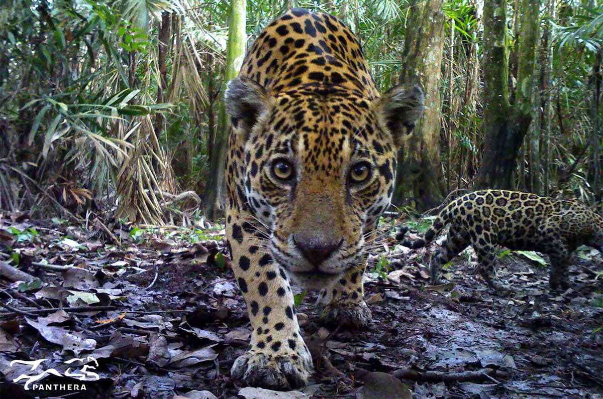 ¡Hoy celebramos el #DíaMundialDelJaguar! 
Conocido también como tigre mariposo o pantera (Panthera onca), un mamífero que para las comunidades indígenas de la Amazonia representa un mensajero cósmico.
Foto: Panthera Colombia.
Hilo 👇