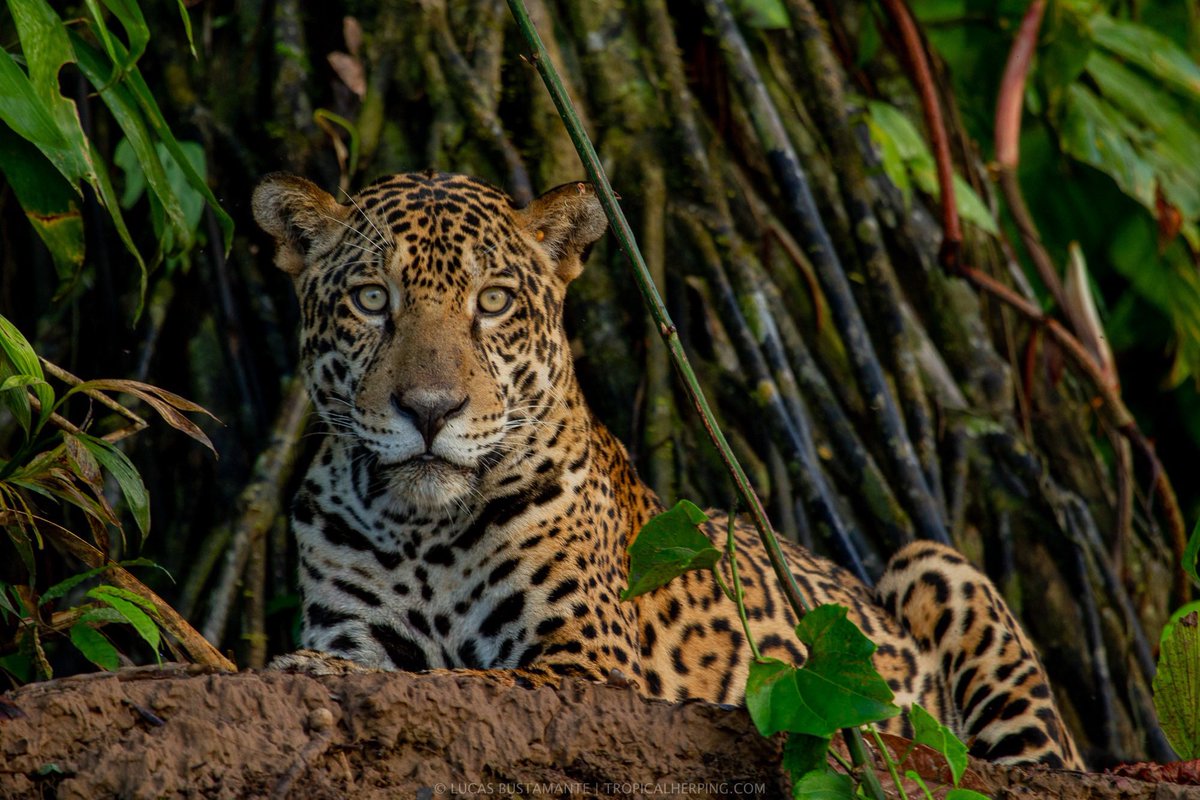 Contemporary Nomad tweet media