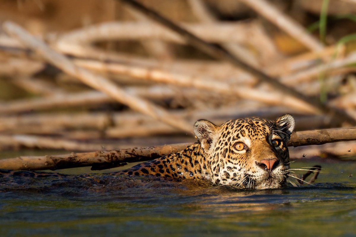 Contemporary Nomad tweet media