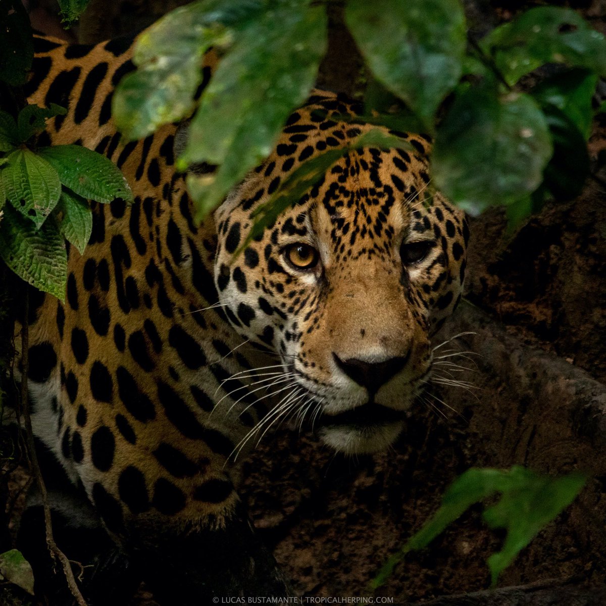 Contemporary Nomad tweet media