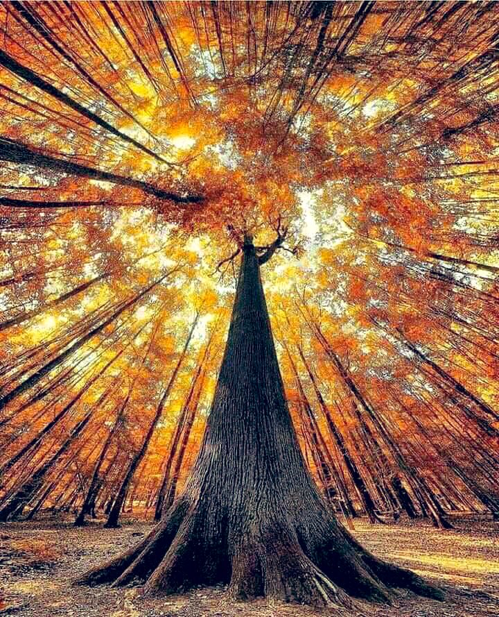 travelanita1's tweet photo. #GaiaArt๐ https://t.co/tpDIIFvqb2