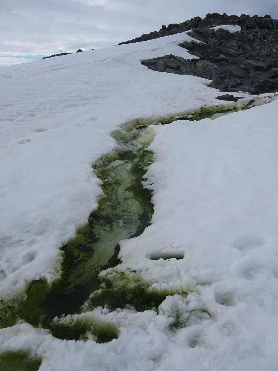 Dr Matt Davey (@scienceisnotfun) on Twitter photo ever wondered how Antarctic snow algae can move through snow? PhD advert led by Otti Cruze Newcastle Uni, Melody Sandells Northumbria Uni, Xanthella and me <a href="/SAMSoceannews/">Scottish Association for Marine Science</a>, details at: research.ncl.ac.uk/one-planet/stu… search for 'Environmental biophysics of microalgal migration in snow' ever wondered how Antarctic snow algae can move through snow? PhD advert led by Otti Cruze Newcastle Uni, Melody Sandells Northumbria Uni, Xanthella and me <a href="/SAMSoceannews/">Scottish Association for Marine Science</a>, details at: research.ncl.ac.uk/one-planet/stu… search for 'Environmental biophysics of microalgal migration in snow'