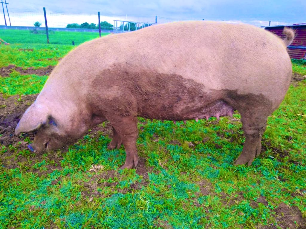 SphiweMashiyane's tweet photo. We are a Modern Farm called S’phiwe farm. We are mostly focused on pig Farming. Check us out #Farming #pigfarming #Farmlife🐷 🐷 https://t.co/OZhSEqmIfh