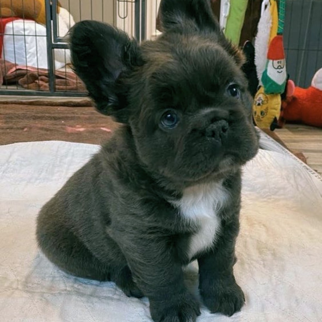 chugs_cd's tweet photo. The cuddliest pup ever!!! π€
#adoptdontbuy #adopt #rescue #foster #share #chugdog #chug #chugs #chugsofinstagram #chihuahua #pug #dogstagram #dogoftheday #dog #pet #animal #cute #happy #love #pictures #follow https://t.co/z4cOGIeZQj