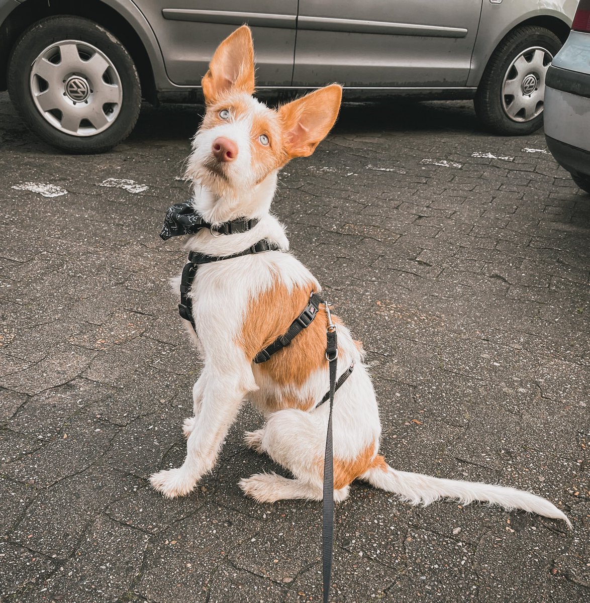 MangoJT's tweet photo. Enya-ibizian hound-4,5month-from spain ❤️
#podenco #ibizianhound #puppy #dogsoftwitter https://t.co/rE53VJ2zOg