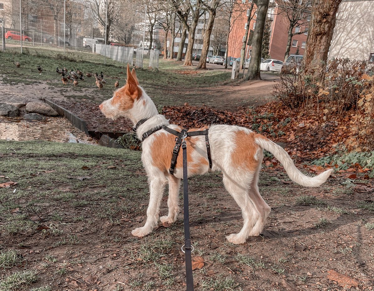 MangoJT's tweet photo. Enya-ibizian hound-4,5month-from spain ❤️
#podenco #ibizianhound #puppy #dogsoftwitter https://t.co/rE53VJ2zOg