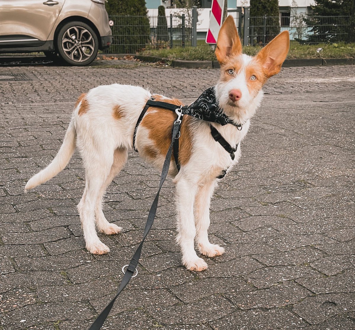 MangoJT's tweet photo. Enya-ibizian hound-4,5month-from spain ❤️
#podenco #ibizianhound #puppy #dogsoftwitter https://t.co/rE53VJ2zOg