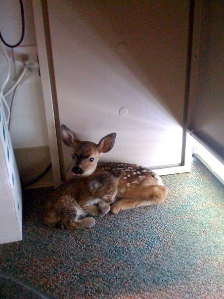 A fawn and bobcat found in an office, cuddling after a forest fire