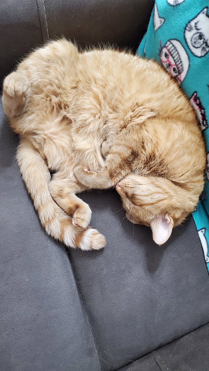 mrsbeans57's tweet photo. @TheHardyBoyCats Rusty is very good at #ManSpreadMonday #catspreading https://t.co/5I5dfMe5JI