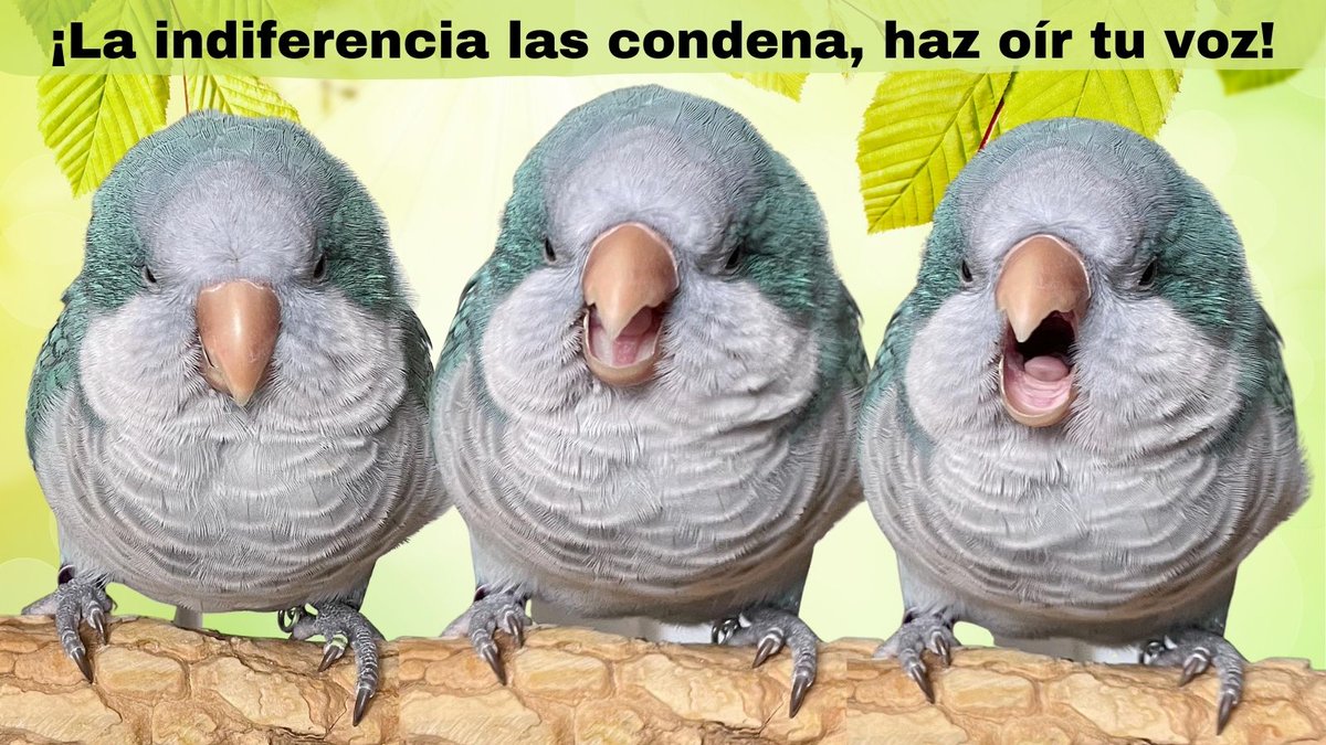 SOScotorras's tweet photo. ¡Haz oír tu voz! Apoya en redes la concentración en Madrid contra el exterminio de cotorras y a favor de una gestión ética ¡es sencillo difunde este tuit y los de la protesta con los hastags #MadridMataCotorras y #STOPExterminio ¡Únete para salvarlas! 📷 wukong_quaker, adaptada https://t.co/S3IfsRtRUu