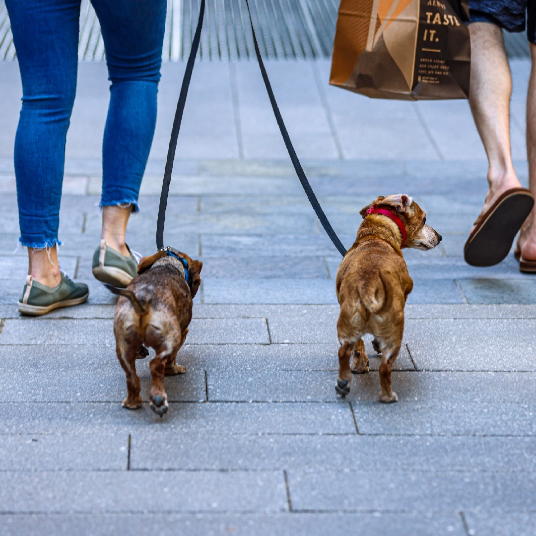 Here in #Ballston, we are fur-ever thankFULL for being one of the most dog-friendly areas around DC! 🐶 Ballston is filled with parks, trails and many restaurants that allow you to bring your furbaby, so you never have to leave them at home! #woof #LifeIsFULL

📸: <a href="/wwwchris/">chris day</a>