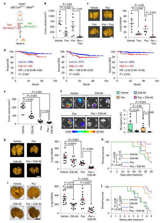 NatureCancer's tweet photo. 🔥🔥 ONLINE @NatureCancer: 2 studies from @yibinkang &amp;Co discover MTDH-SND1 inhibitors for metast #BreastCancer therapy via cell- and non-cell-autonomous effects

DON'T MISS THEM! 👇
https://t.co/Ma0yXr9evZ
https://t.co/Gs8FHOeEjr

https://t.co/R6tLerbrzV
https://t.co/1iduSbHsT4 https://t.co/ZirvDVPRVr