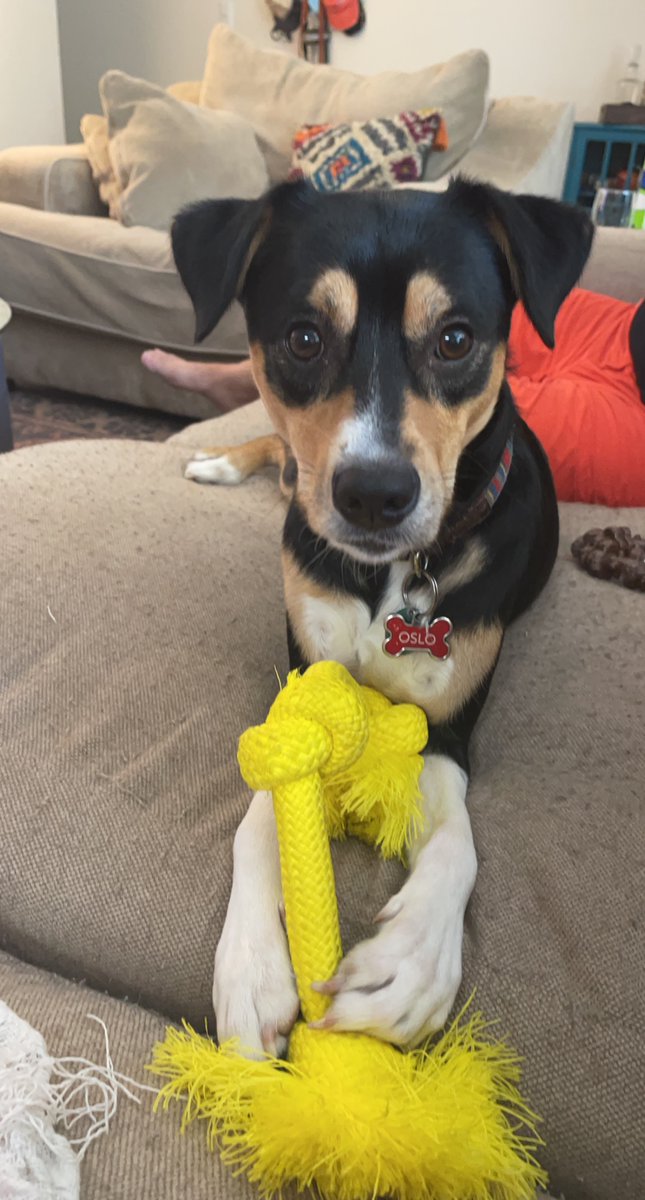 ArboretumTexas's tweet photo. Say hello to our newest pet resident Olso! He is 2 years old and loves his new home! Along with being adventurous, Oslo enjoys picking up sticks and catching the ball at play time!
#WeLoveOurPetResidents #PetFriendly #AustinPets #furryfriends #FurBabies https://t.co/ccOIq6pa3K