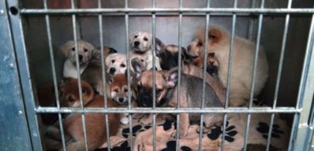 Please retweet, it is illegal to sell a puppy or kitten away from where he/ she was bred #UK 
. Always insist on seeing the pet with his mum, not a picture or video.
. A cat or dog must be aged 8 weeks before sale
. By law a puppy MUST BE MICRO CHIPPED by a vet before sale.
#dogs