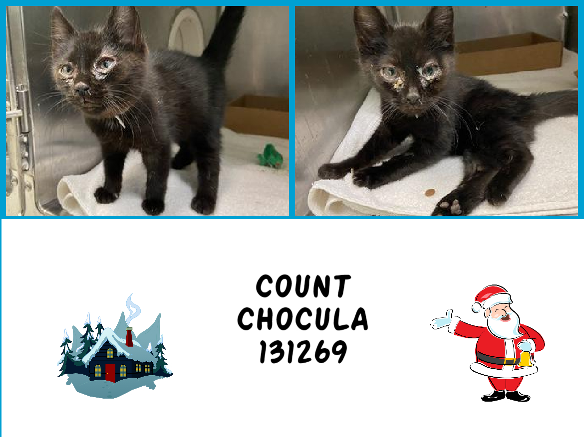 NYCDEATHROWCATS's tweet photo. *SHELTER PLEA* 10 Week Old COUNT CHOCULA is Simply the Sweetest!

https://t.co/8G33AVGnx2 https://t.co/HJ6GoNbCQI