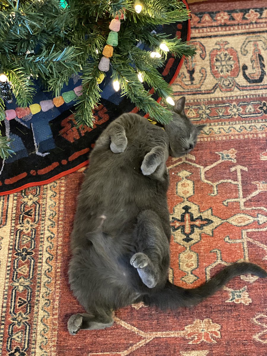 BuffyLord's tweet photo. Post-thanksgiving feelings. #CatsOfTwitter #CatsOnTwitter #catoverlord https://t.co/zfo5OzITVr