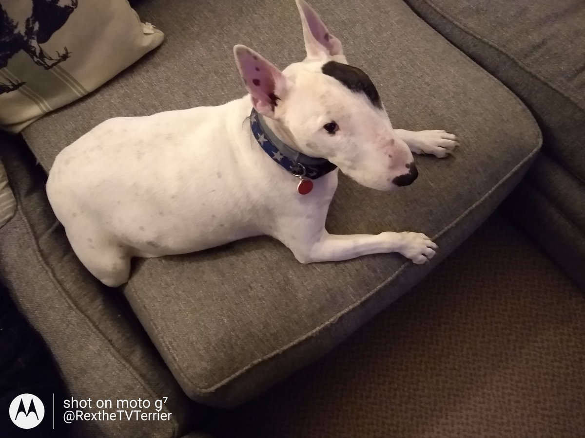 rexthetvterrier's tweet photo. No, I'm not stuck. Stop looking at me.
#dogsoftwitter #Iamstuck
#Howembarassing
#couchproblems https://t.co/DYkmQQeRfq