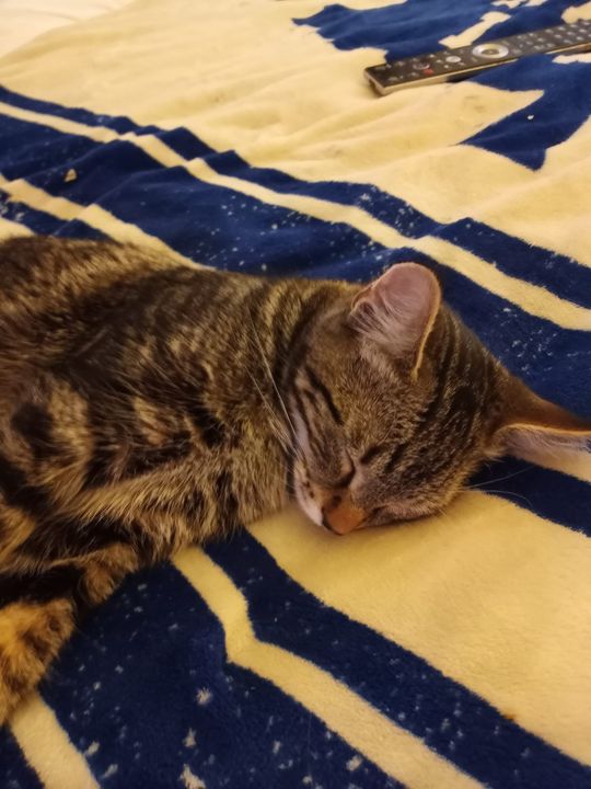 PetRecoveryYYC's tweet photo. FOUND dsh brown, black &amp; white tabby cat in the #Bowness area. Please RT and share for owner awareness. Must provide photo ID and proof of ownership to claim. 

***awaiting contact info*** https://t.co/kr0mt70r3S https://t.co/NqUV2c4wvA