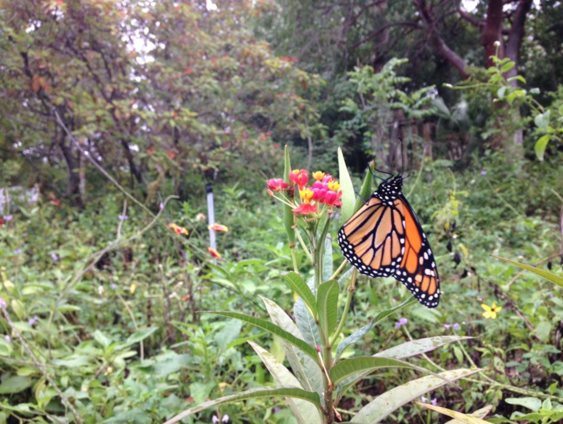 FOLKStweets's tweet photo. Today is Monarch Monday! Monarch Butterflies (Danaus plexippus Linnaeus) can be found at Lovers Key year round. You can find these little beauties in the milkweeds in our butterfly garden! Start your Monday off right by visiting our butterfly garden! 🦋 https://t.co/dsvyhzuRfC